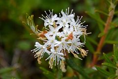 08C Wildflower At Tetlit Gwinjik Territorial View Point On The Dempster Highway On Day Tour From Inuvik To Arctic Circle.jpg